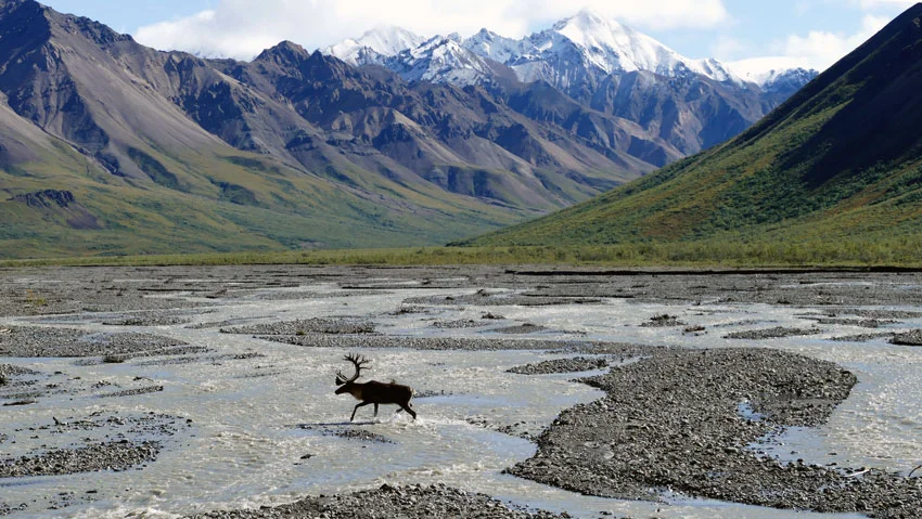 A-Stag-crossing-river-in-Denali-National-Park